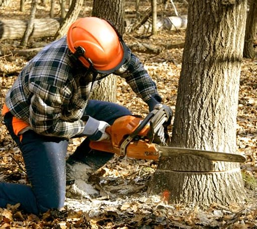 Tree Removal in Senoia, GA
